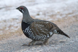 Spruce Grouse