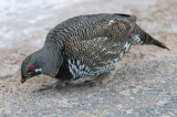 Spruce Grouse