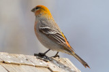 Pine Grosbeak