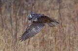 Northern Hawk Owl