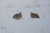 Sharp-tailed Grouse