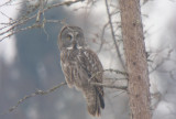Great Gray Owl