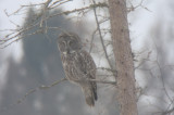 Great Gray Owl