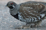 Spruce Grouse