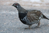 Spruce Grouse