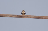 Rough-legged Hawk