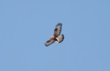 Rough-legged Hawk