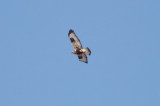 Rough-legged Hawk