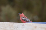Pine Grosbeak