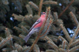 Pine Grosbeak