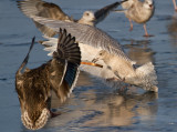 Iceland Gull
