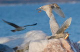 Iceland Gull