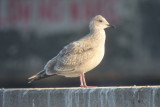 Thayers Gull