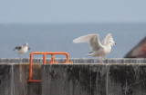 Glaucous Gull