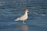 Glaucous Gull