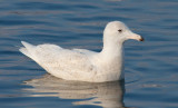 Glaucous Gull