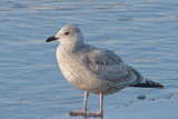 Thayers Gull