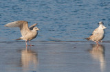 Thayers Gull