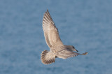 Thayers Gull
