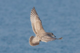 Thayers Gull