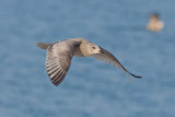 Thayers Gull