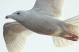 Glaucous Gull