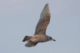Thayers Gull