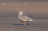 Iceland Gull