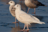 Glaucous Gull