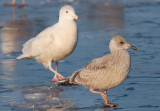 Glaucous & Thayers Gull