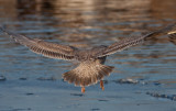Thayers Gull