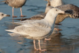Glaucous Gull