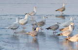 Glaucous & Iceland Gulls (along with Herring of course)