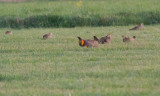 Greater Prairie-Chicken