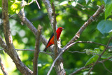 Scarlet Tanager