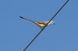 Scissor-tailed Flycathcer