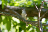 Warbling Vireo