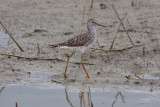 Lesser Yellowlegs