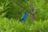 Indigo Bunting