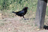 Bronzed Cowbird