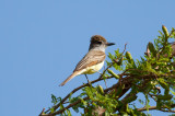 Brown-crested Flycatcher