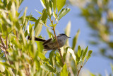 Black-tailed Gnatcatcher