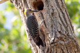 Golden-fronted Woodpecker