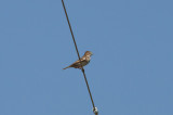 Lark Bunting