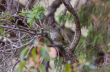 Colima Warbler