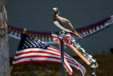 Brown Booby