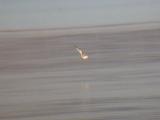 Little Gull