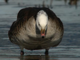 RossGoose1124b.jpg