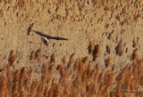 NorthernHarrier_011_9451b.jpg