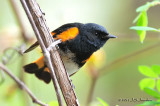 AmericanRedstart_011_3887b.jpg